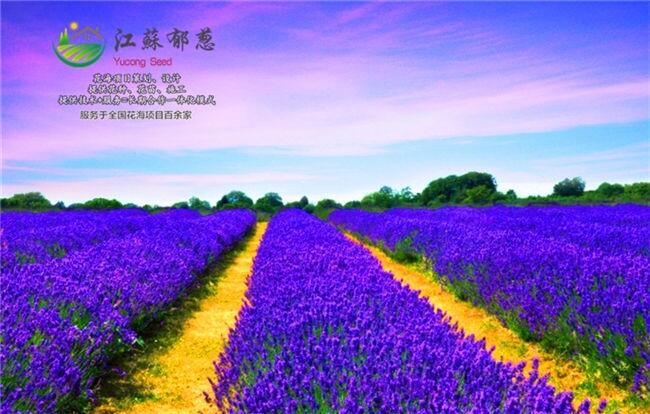 ϳлʩ滮